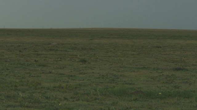 Mountain Plover - ML477347