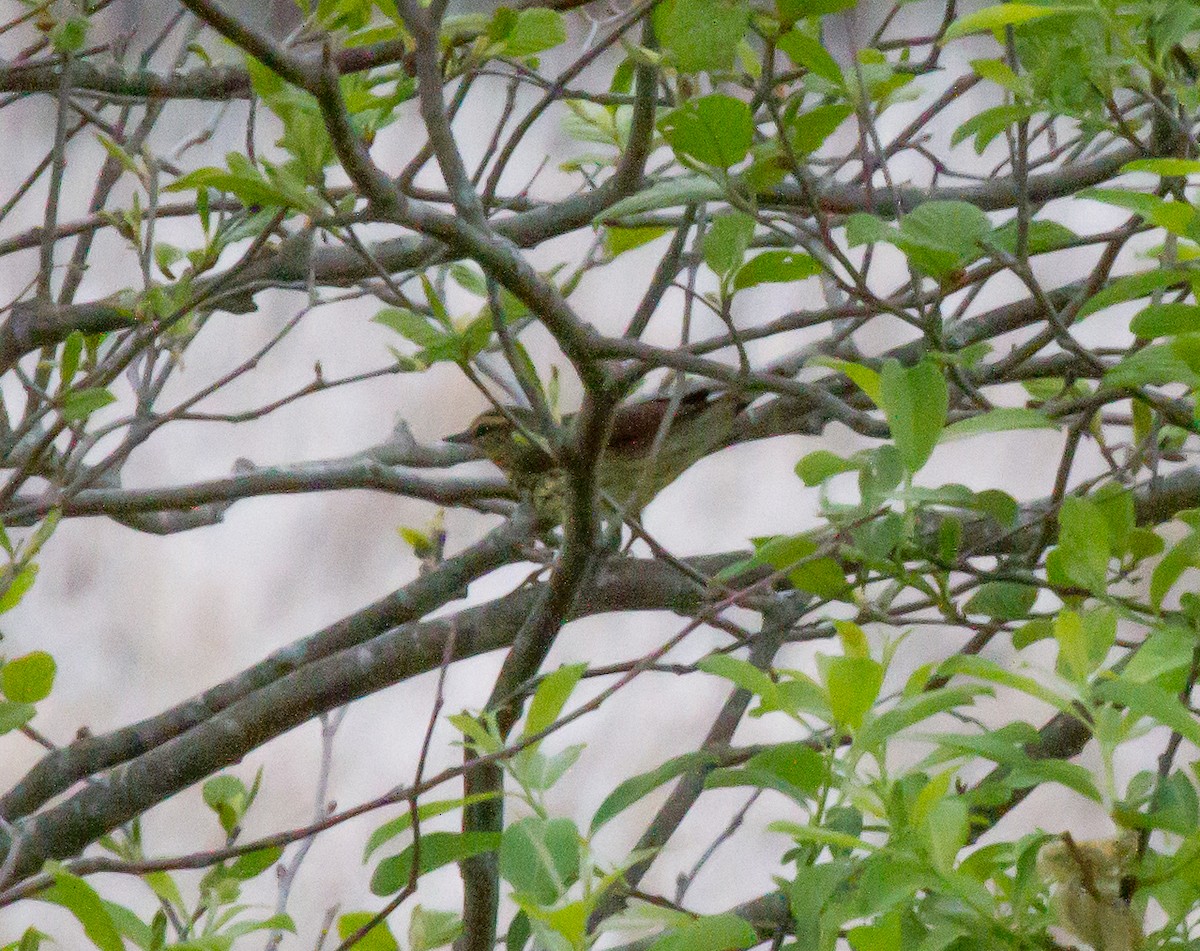 Northern Waterthrush - ML47734751