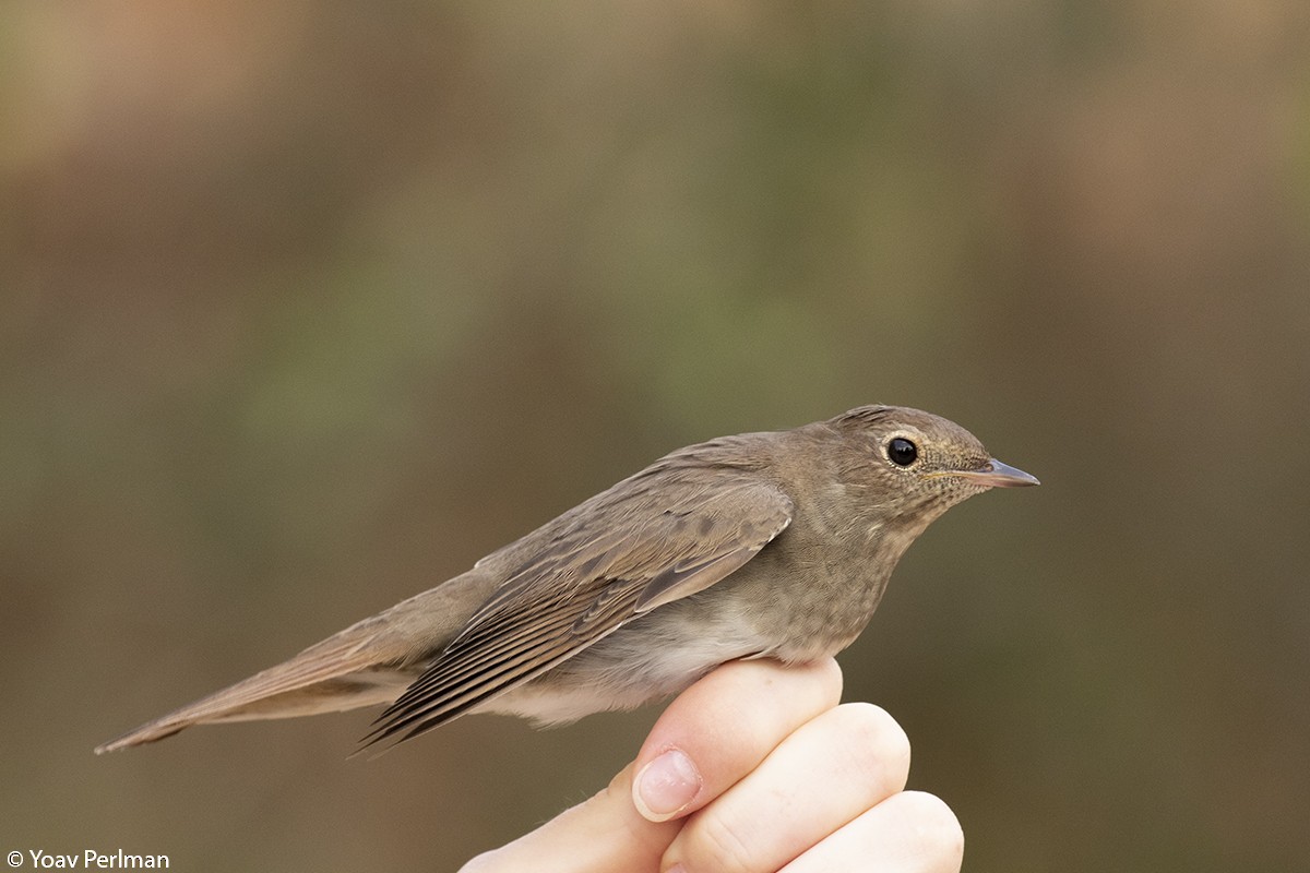 Thrush Nightingale - Yoav Perlman