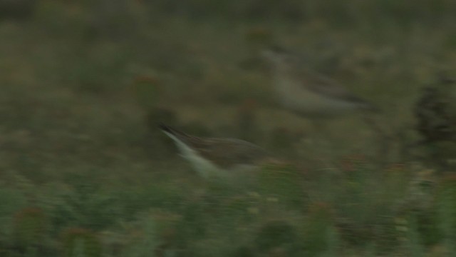 Chorlito Llanero - ML477348