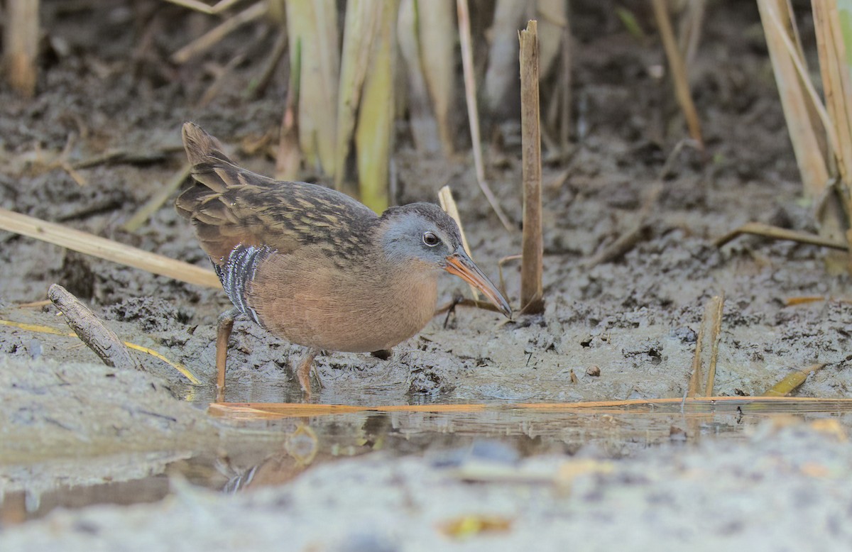 Virginia Rail - ML477348731