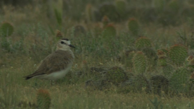 Mountain Plover - ML477349