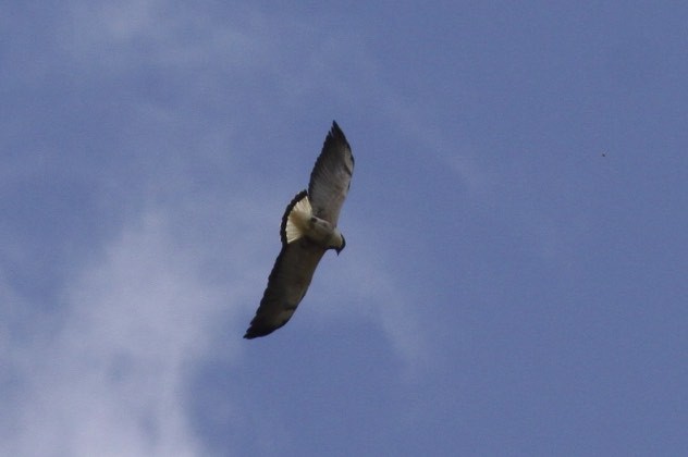 White-tailed Hawk - ML47734981