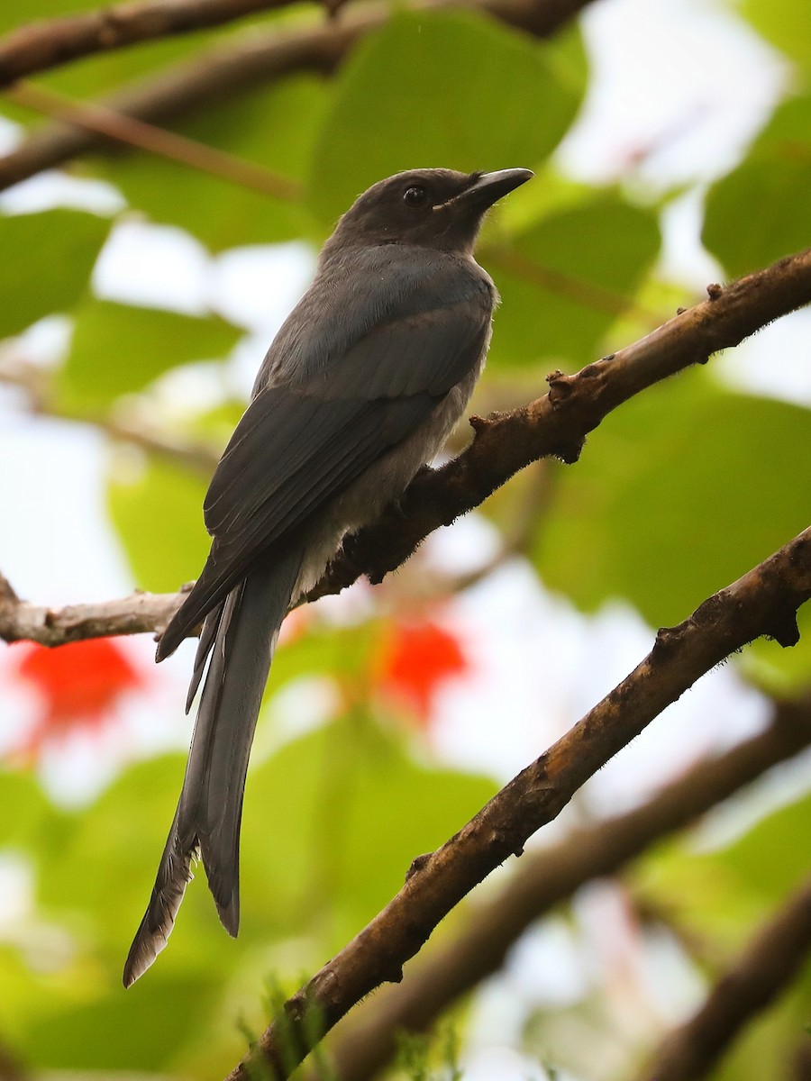 Ashy Drongo - Matthias Alberti