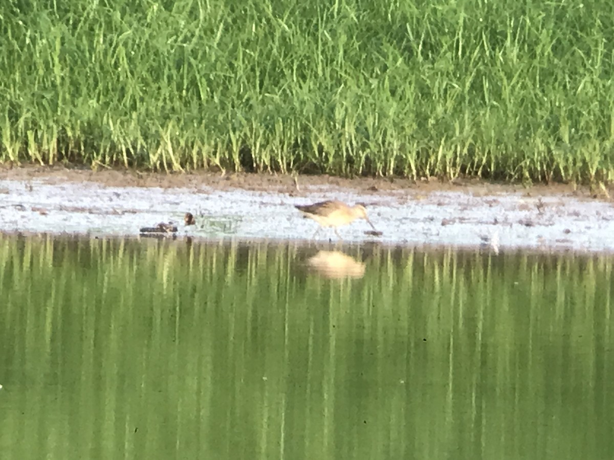 Short-billed Dowitcher - WS Barbour