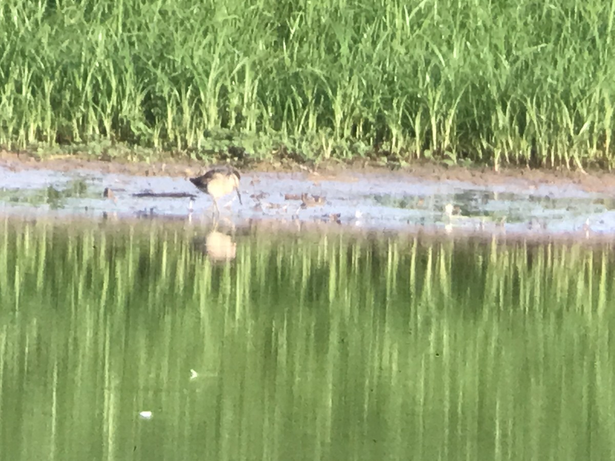 Short-billed Dowitcher - ML477350391