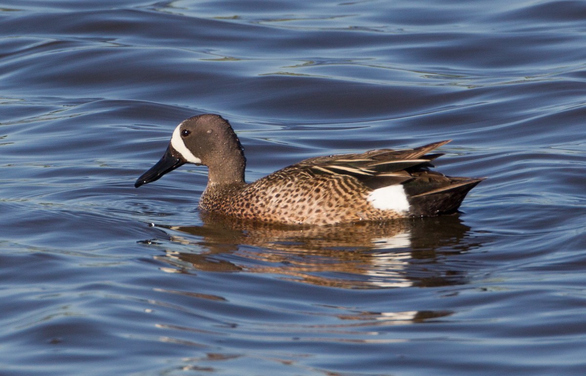 Blue-winged Teal - Jeffrey Moore