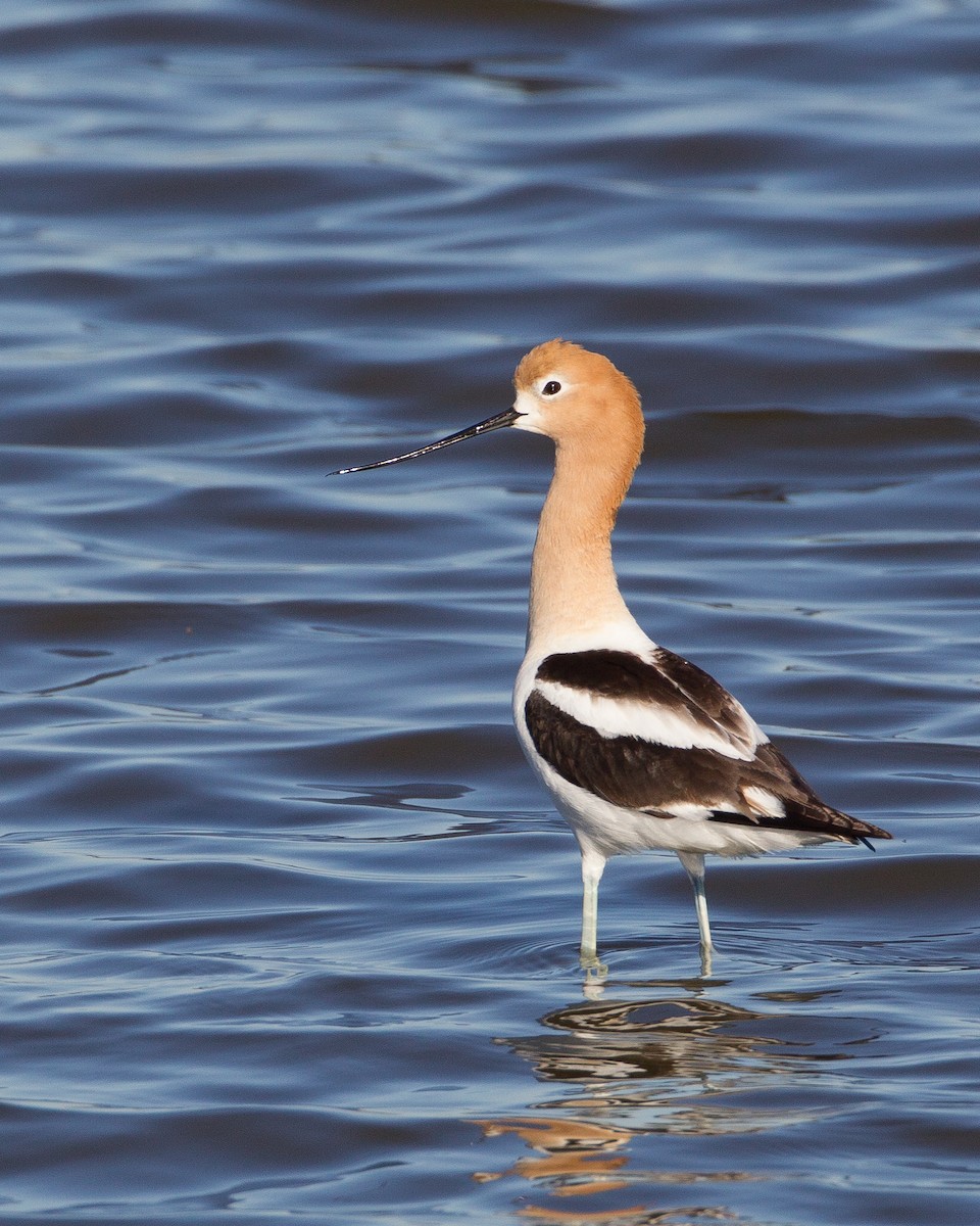 Avocette d'Amérique - ML477351031