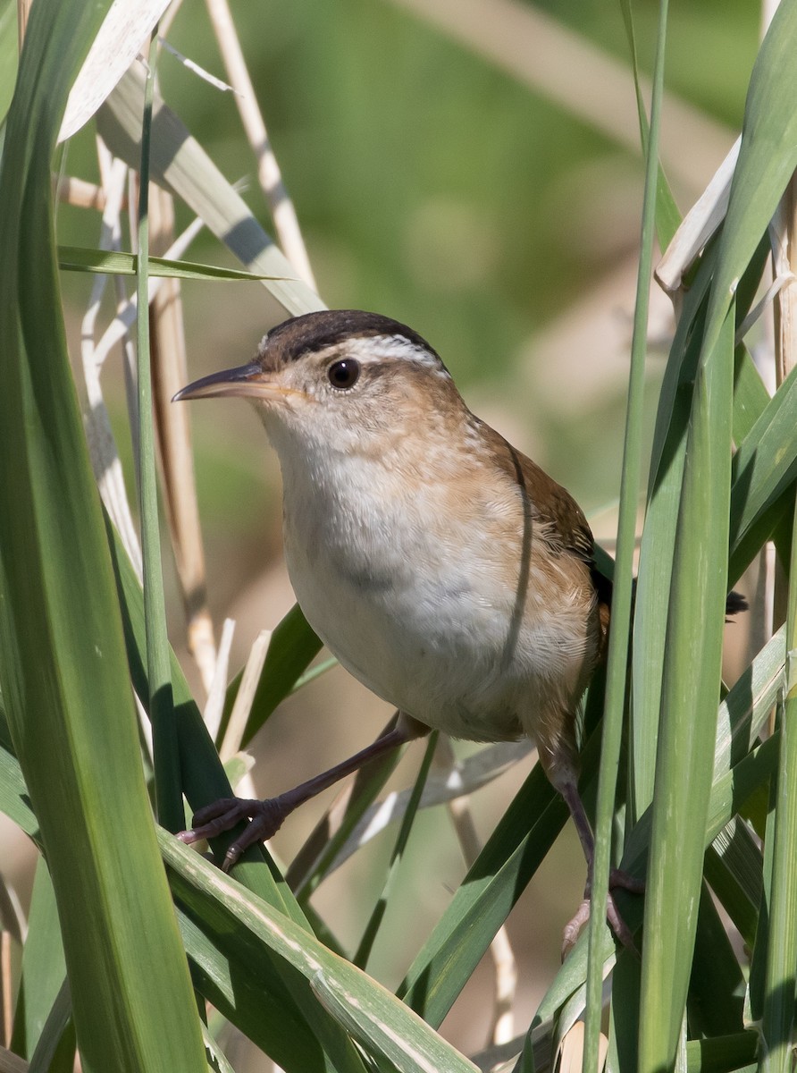 Marsh Wren - Jeffrey Moore