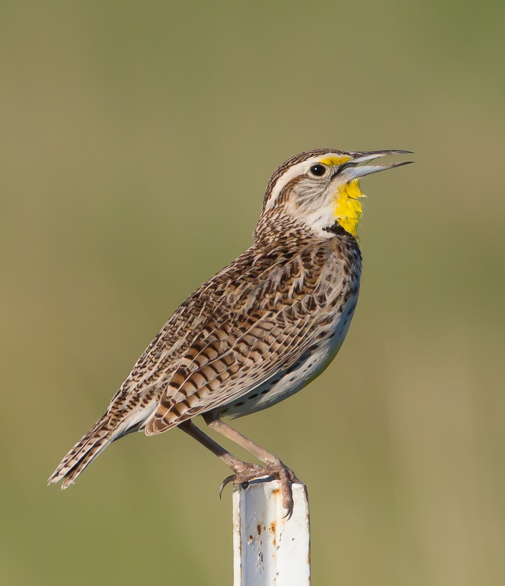 Western Meadowlark - Jeffrey Moore