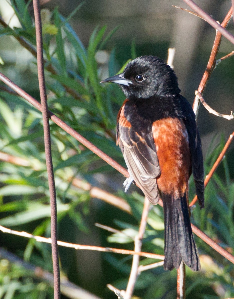 Orchard Oriole - Jeffrey Moore