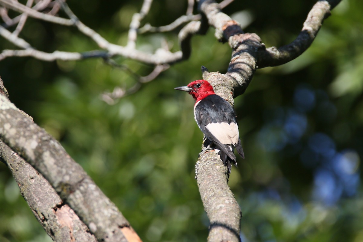 Red-headed Woodpecker - ML477351491