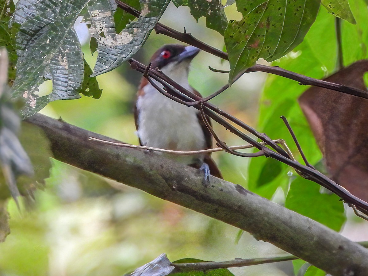 Great Antshrike - ML477352641