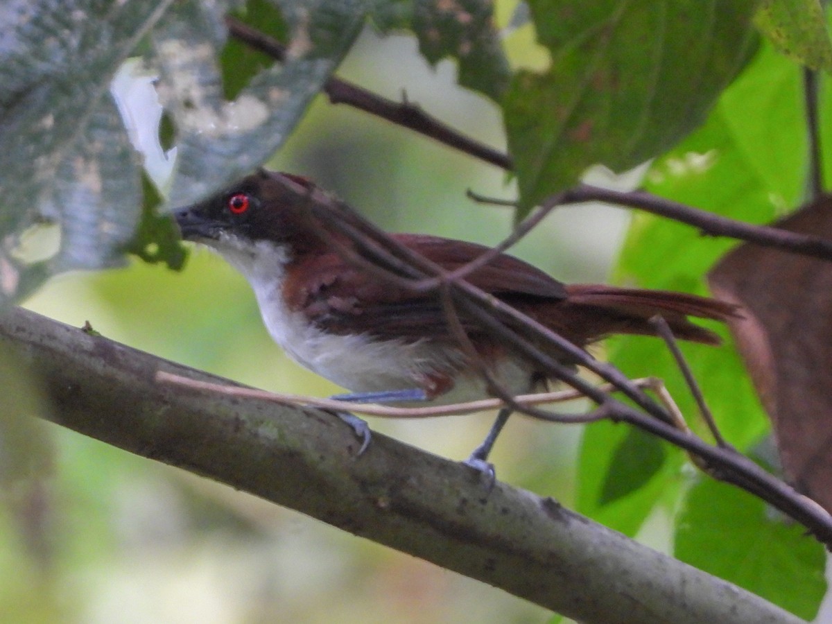 Great Antshrike - Thomas Schultz