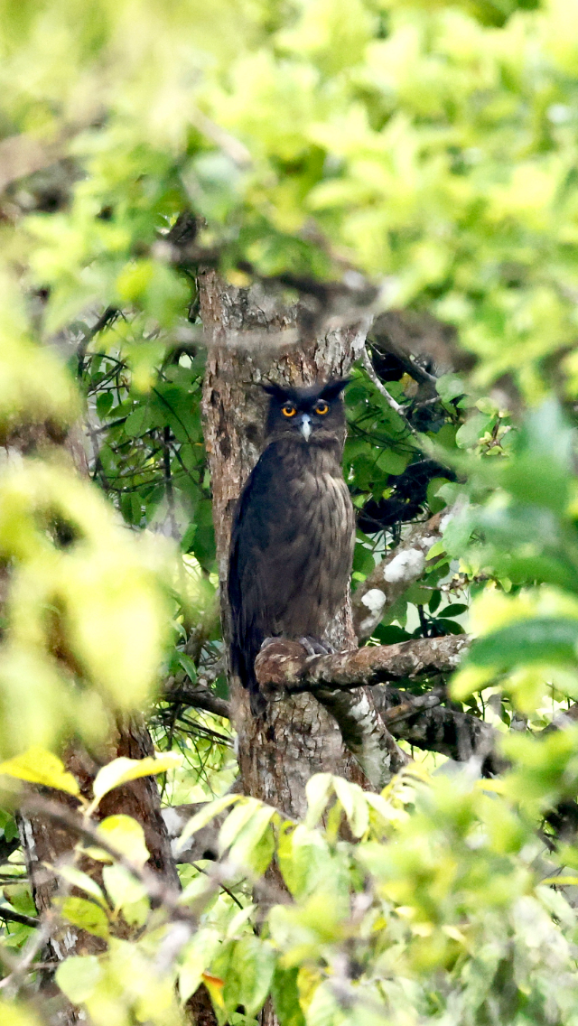 Dusky Eagle-Owl - ML477353451