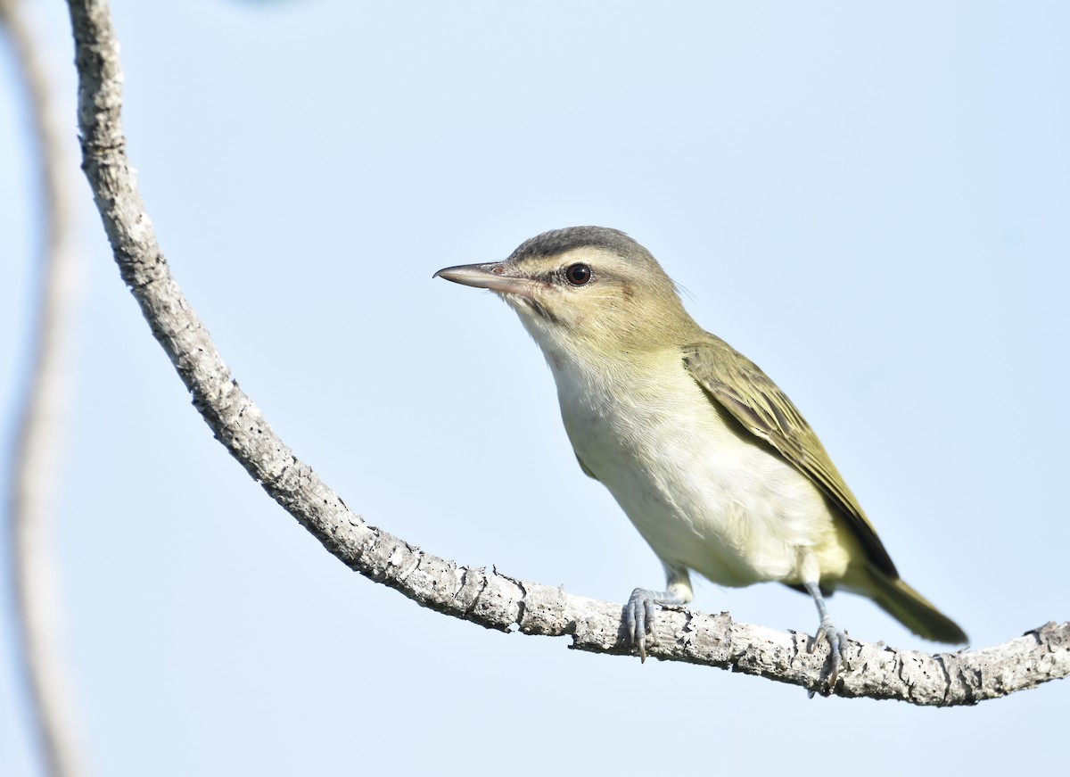 Black-whiskered Vireo - Mariah Hryniewich