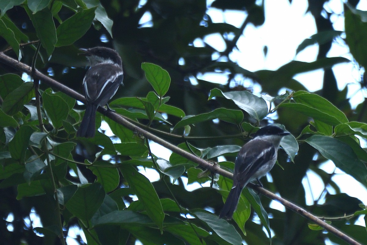 Bar-winged Flycatcher-shrike - ML477355771