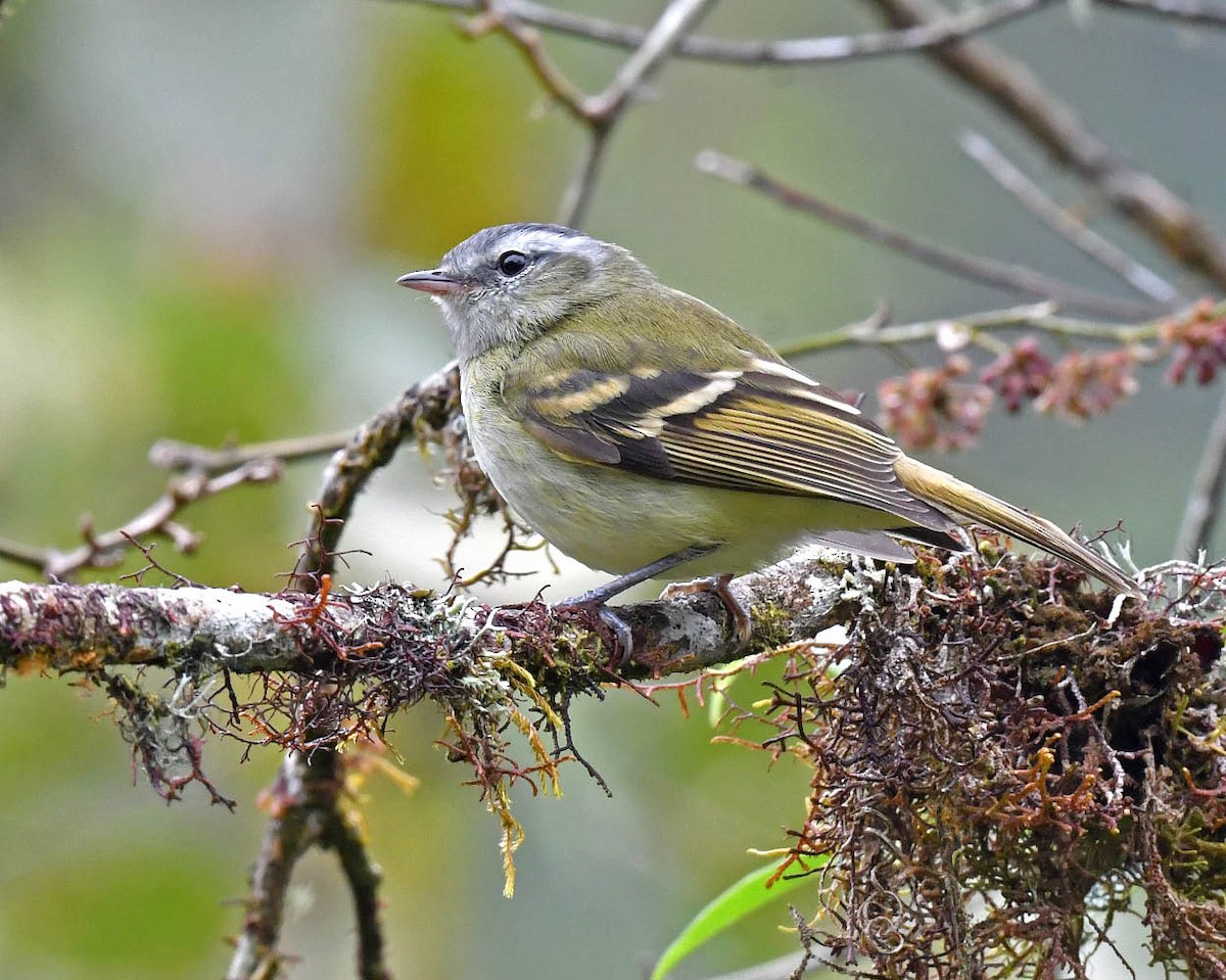 Buff-banded Tyrannulet - ML477356651