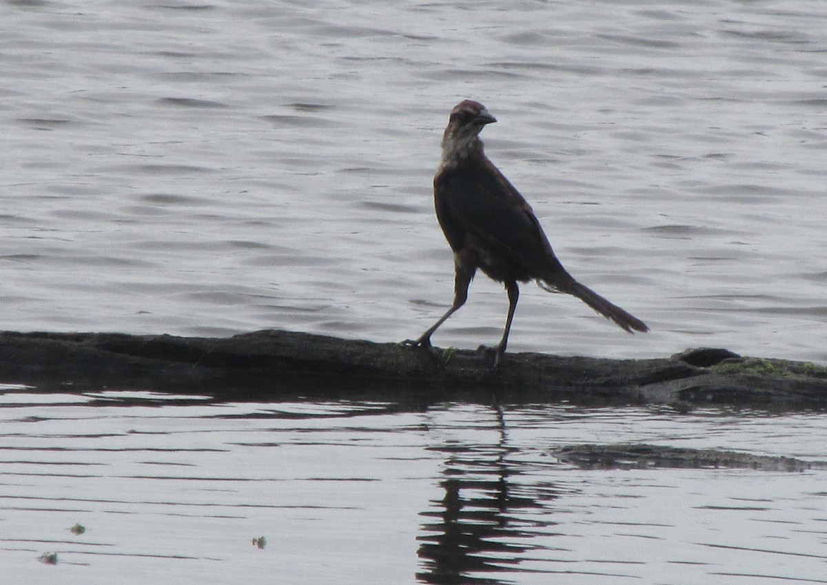 Boat-tailed Grackle - ML477356881