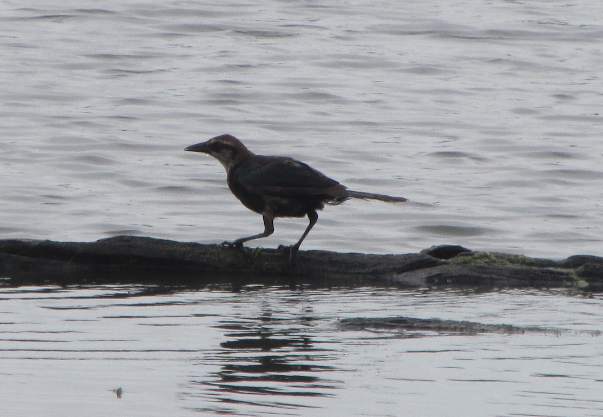 Boat-tailed Grackle - ML477356891