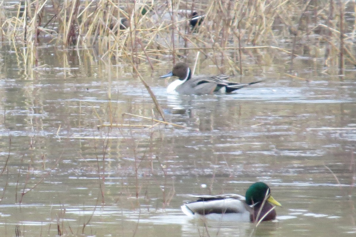 Northern Pintail - ML47735701