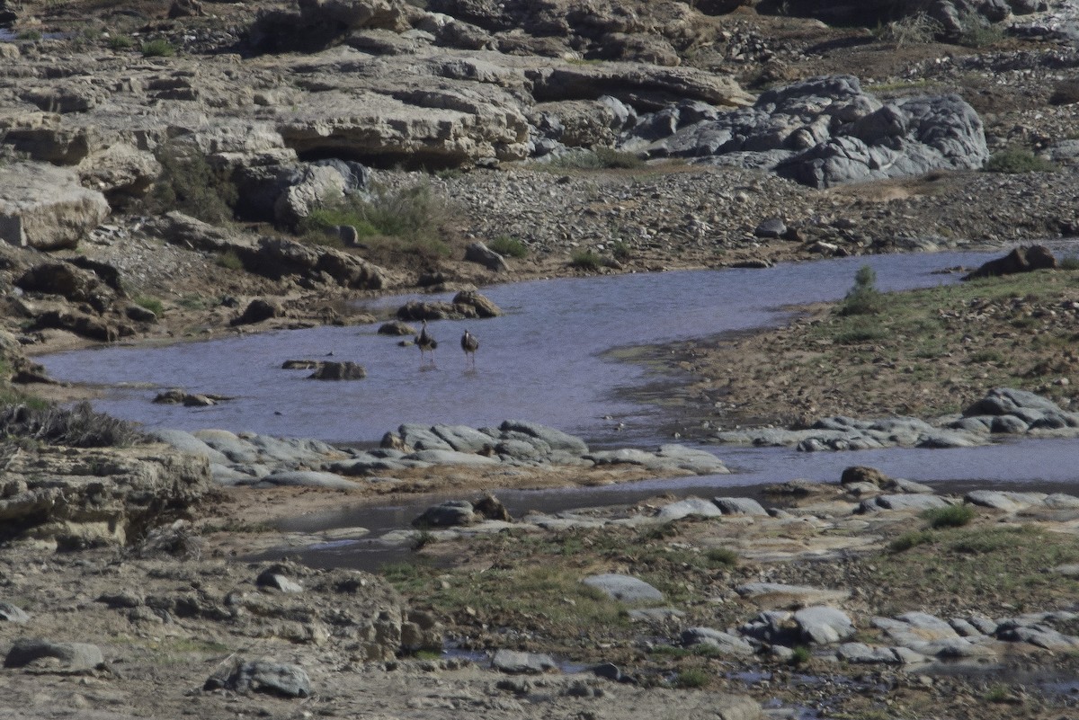 Black Stork - Anonymous