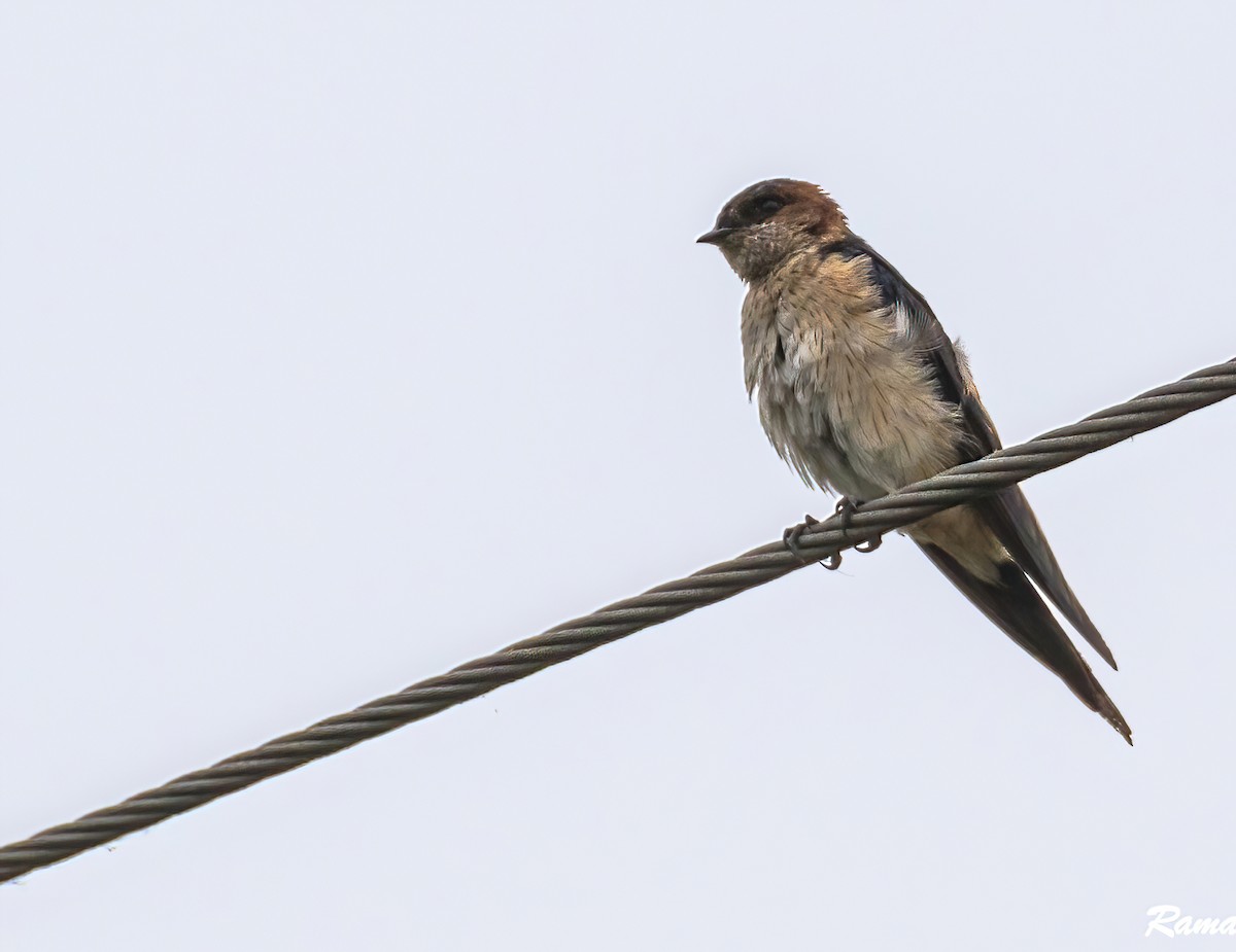 Streak-throated Swallow - ML477357901