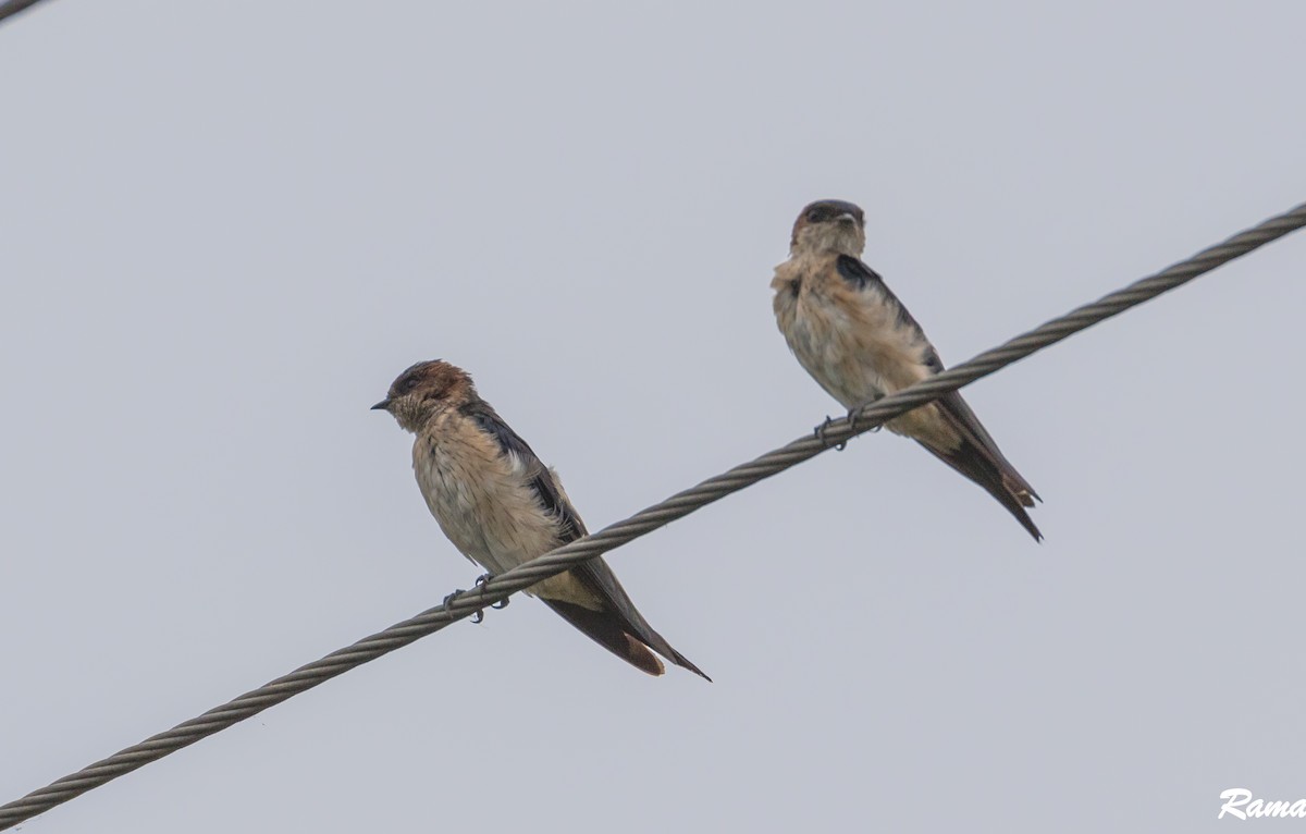 Streak-throated Swallow - ML477358321