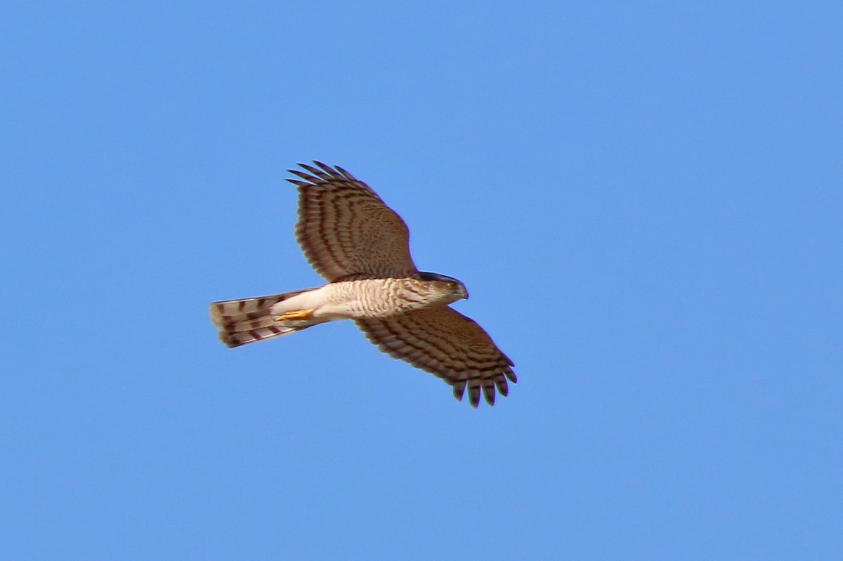 Eurasian Sparrowhawk - ML477358511