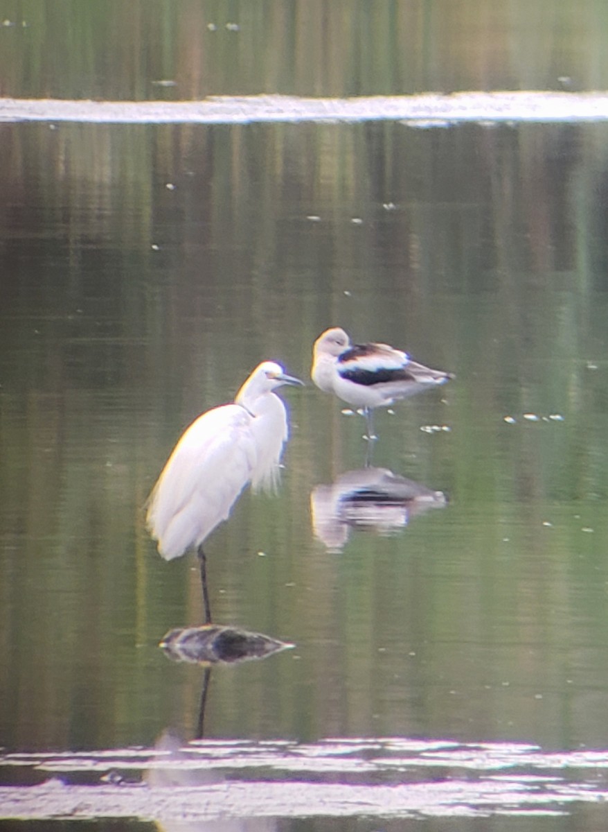 Avocette d'Amérique - ML477359571