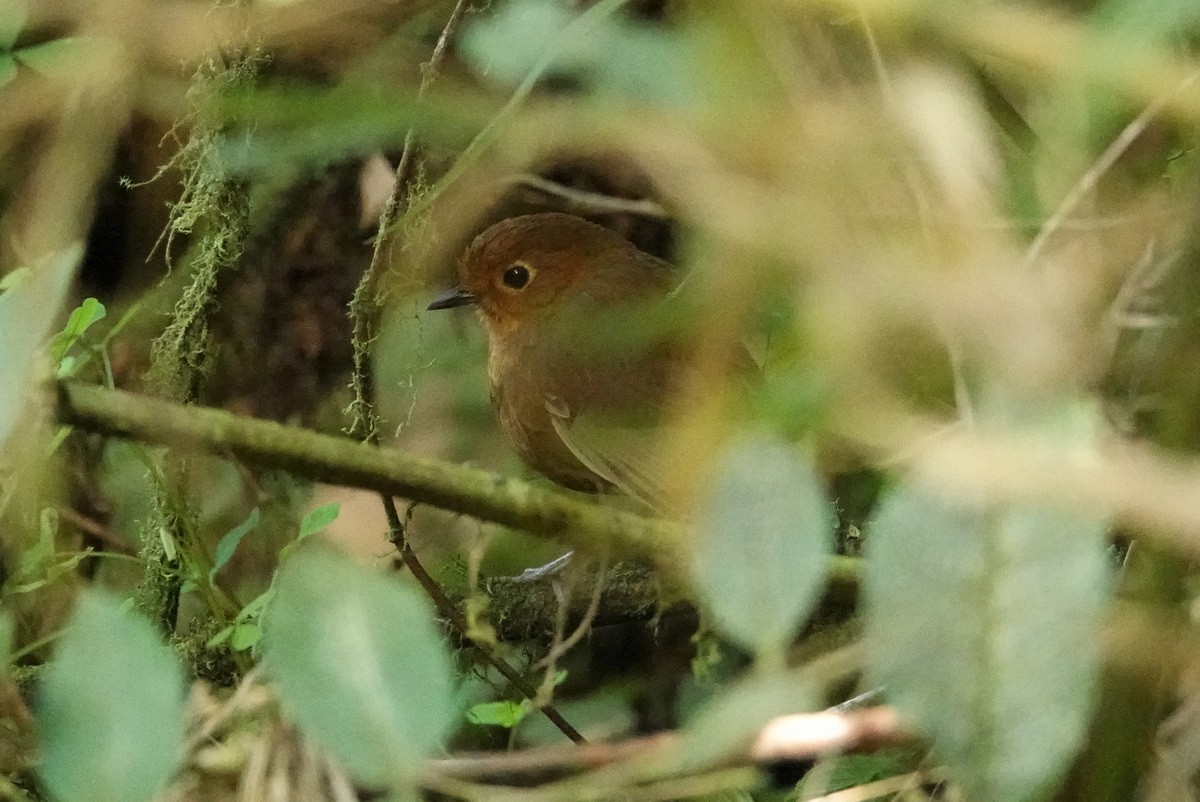 Chachapoyas Antpitta - ML477362131