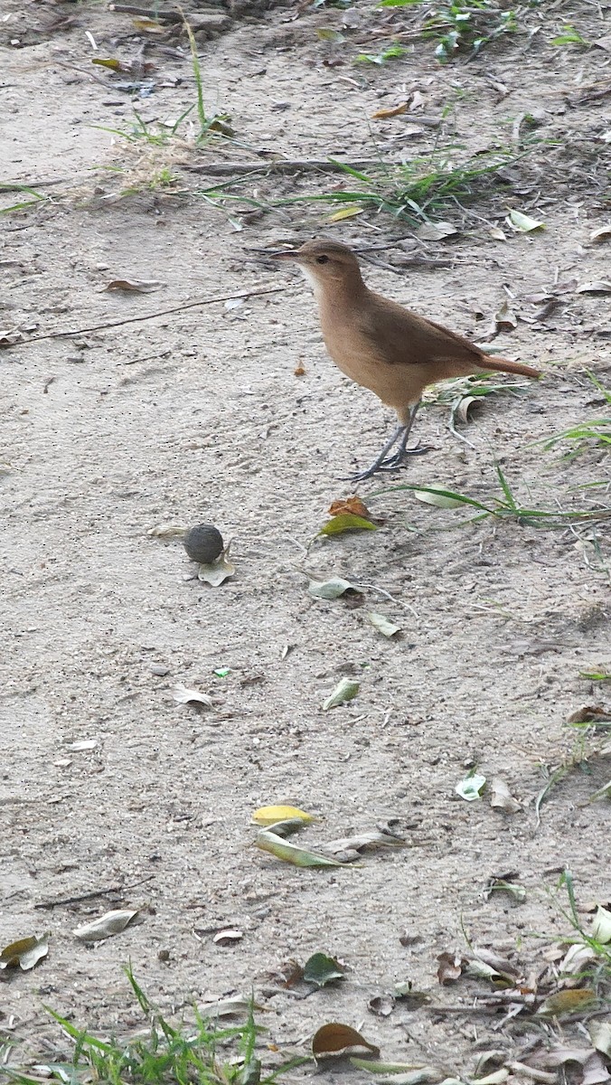 Rufous Hornero - ML477363761