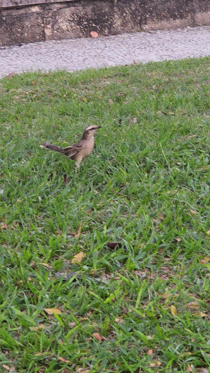 Chalk-browed Mockingbird - ML477363841