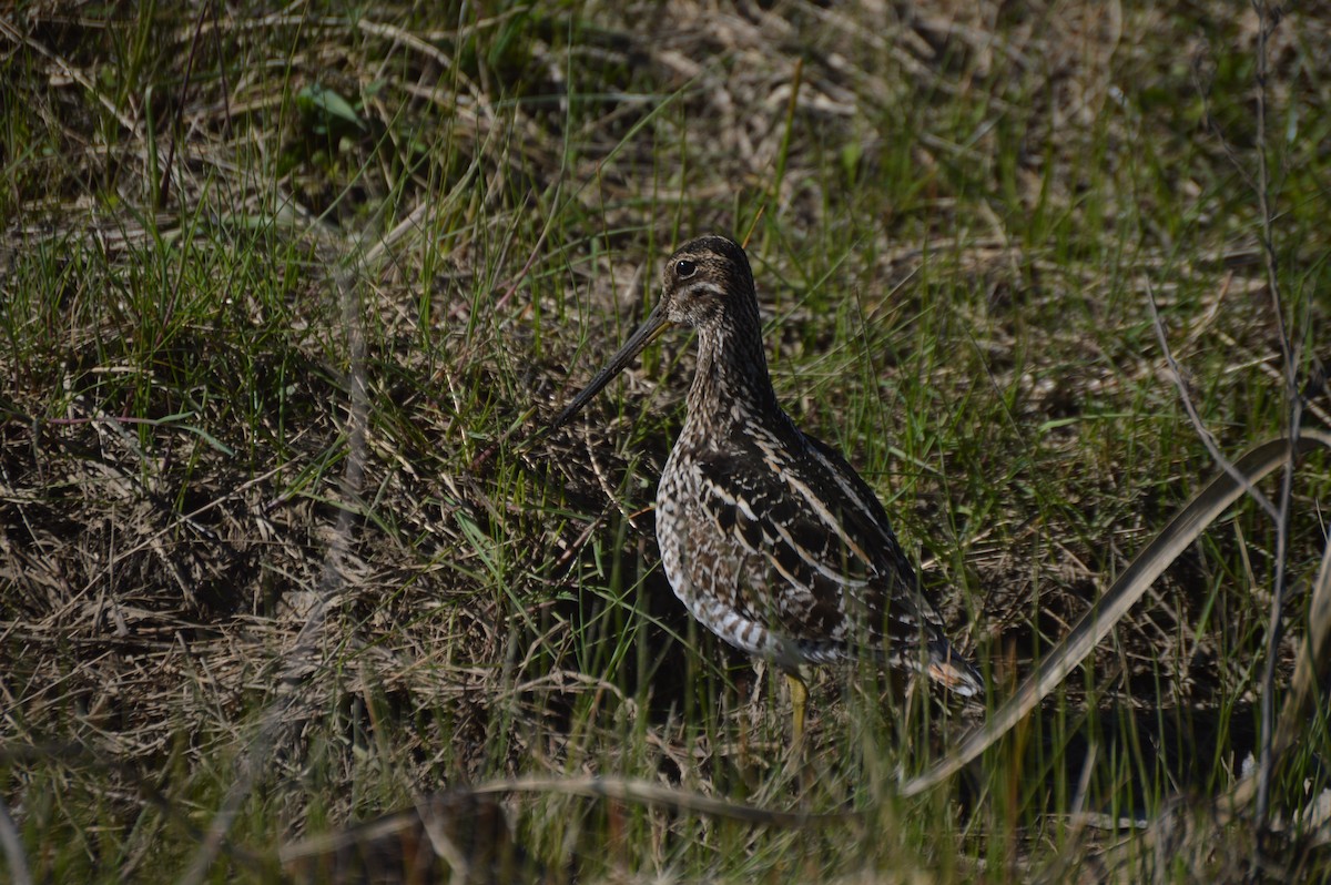 Pantanal Snipe - ML477364351