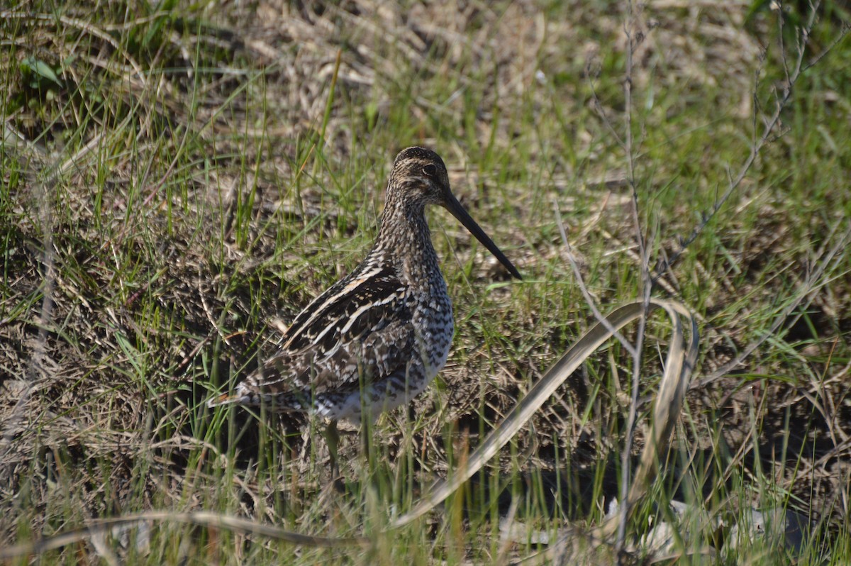 Pantanal Snipe - ML477364361