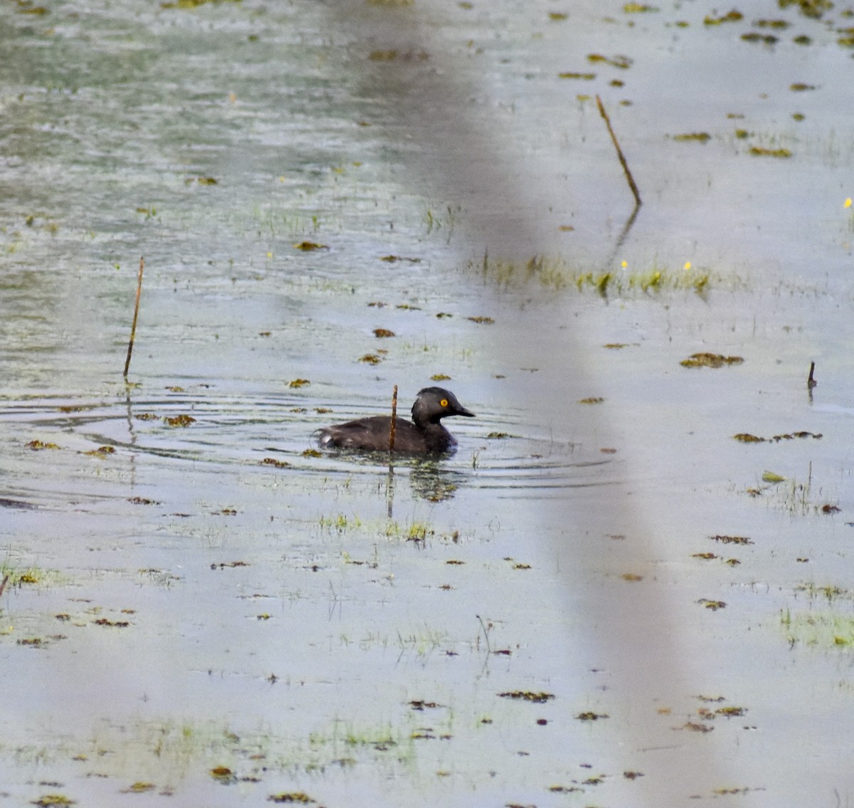 Least Grebe - ML477364481