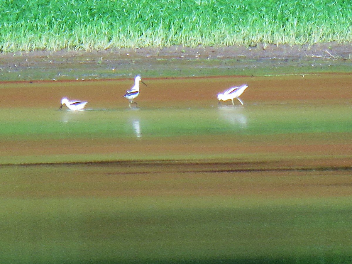 Avocette d'Amérique - ML477366081