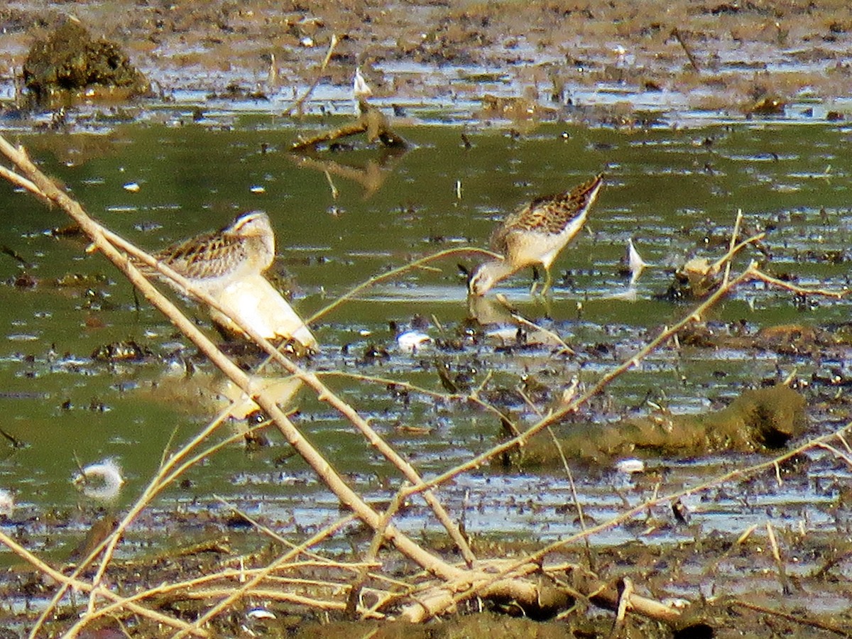 Short-billed Dowitcher - Marc Ribaudo