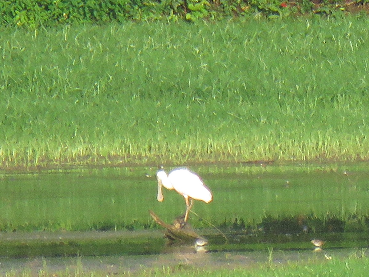 Roseate Spoonbill - ML477366661