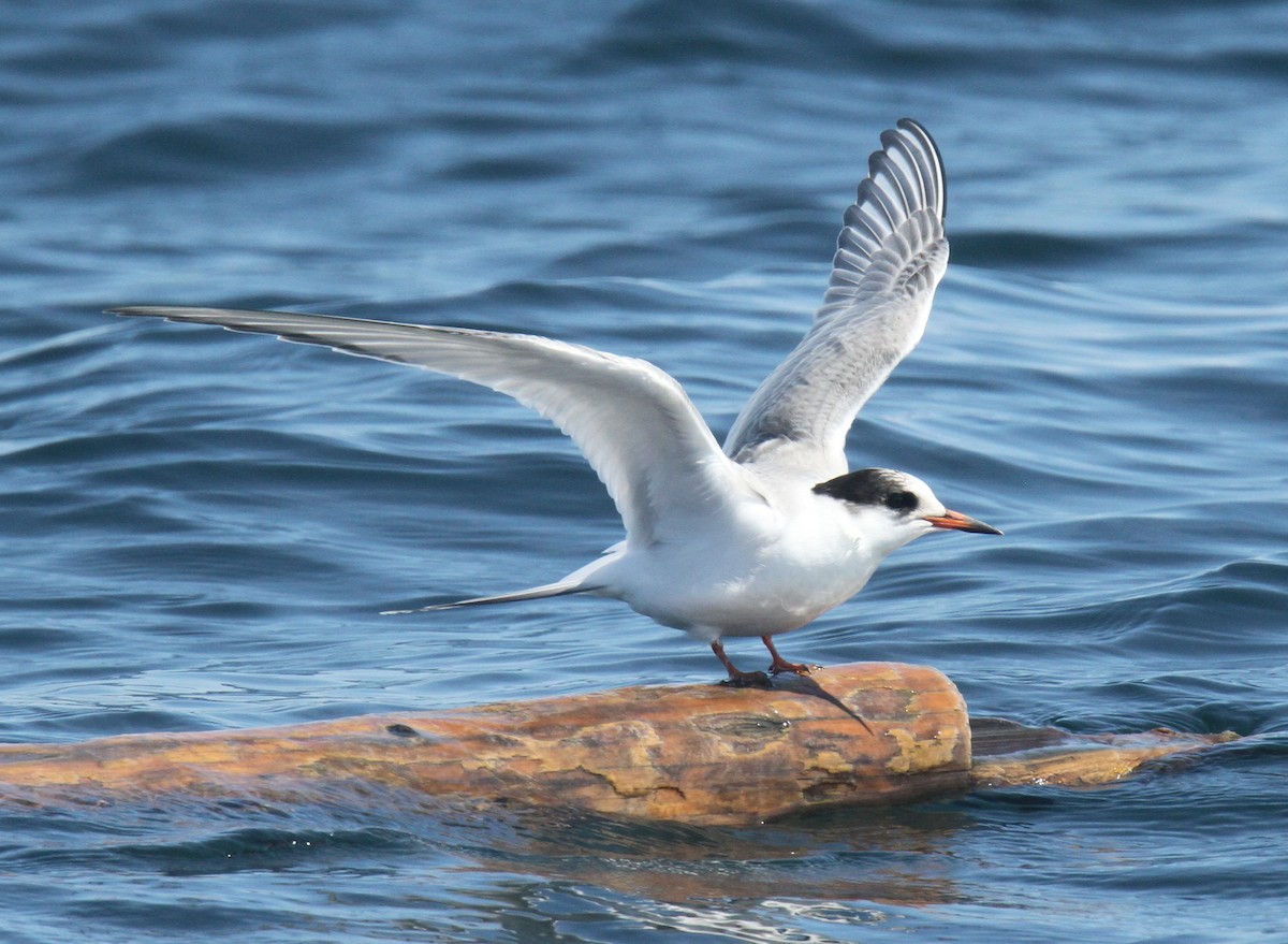 Common Tern - ML477366681