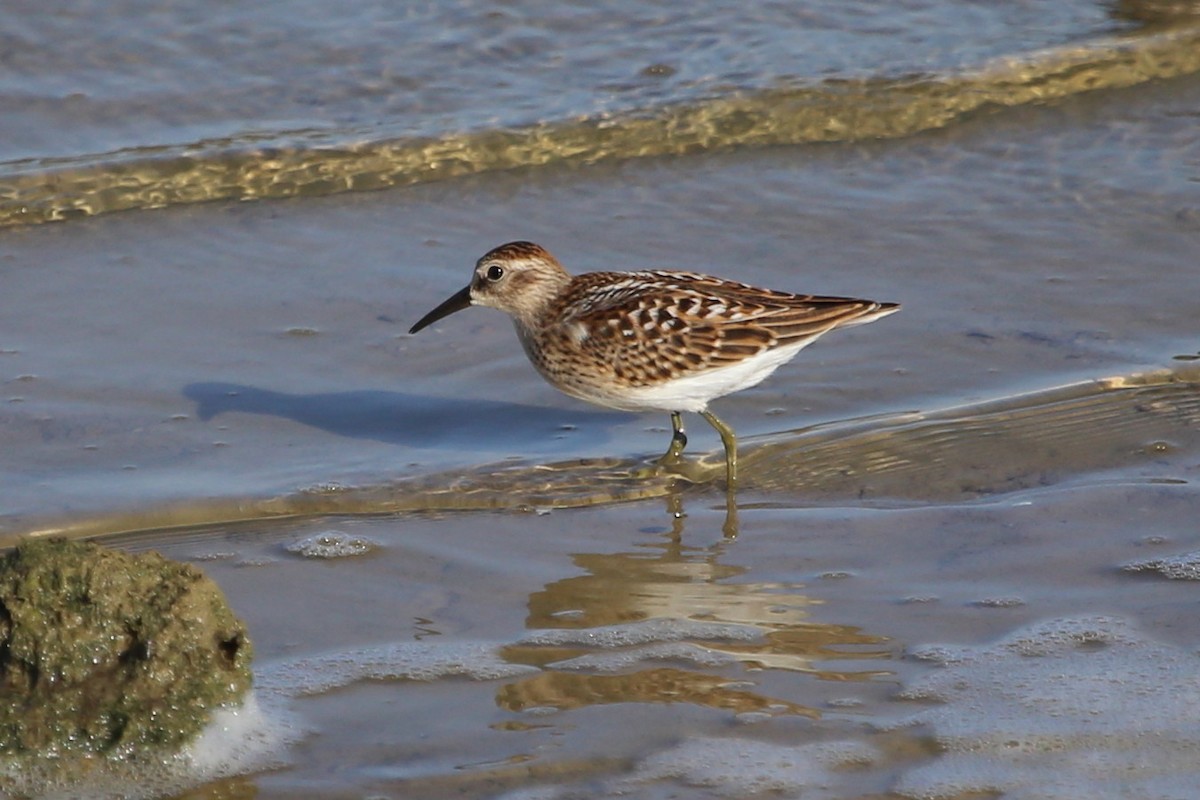 Least Sandpiper - ML477367321