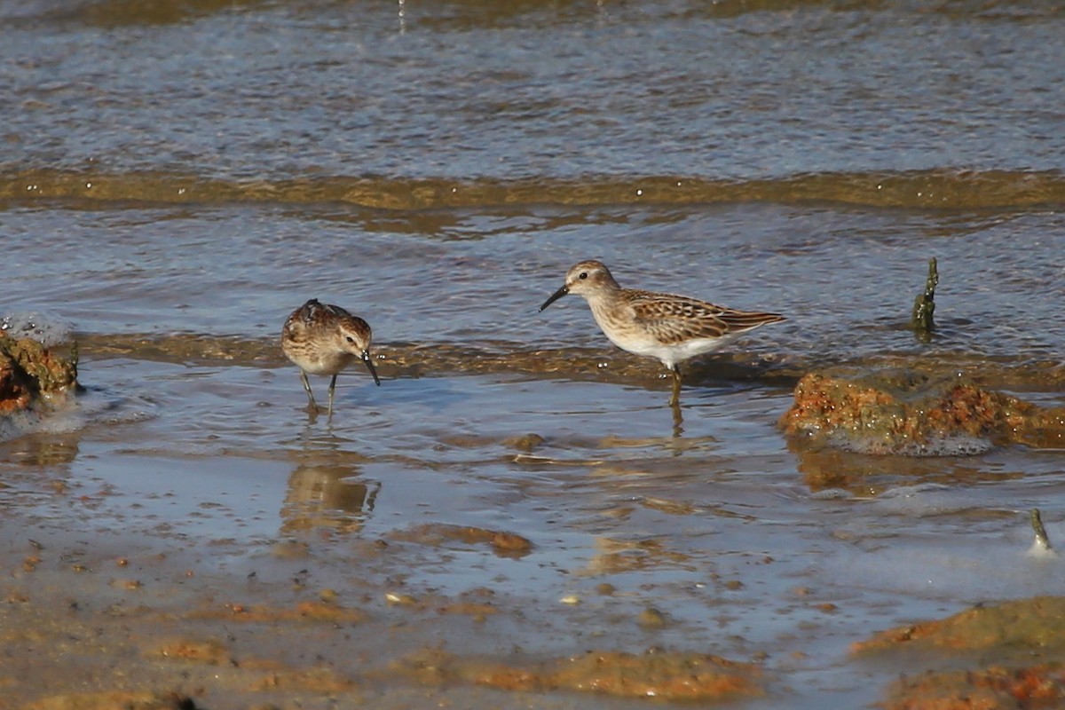 Least Sandpiper - ML477367341
