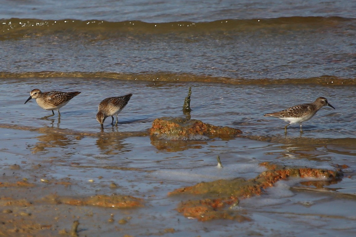 Least Sandpiper - ML477367371
