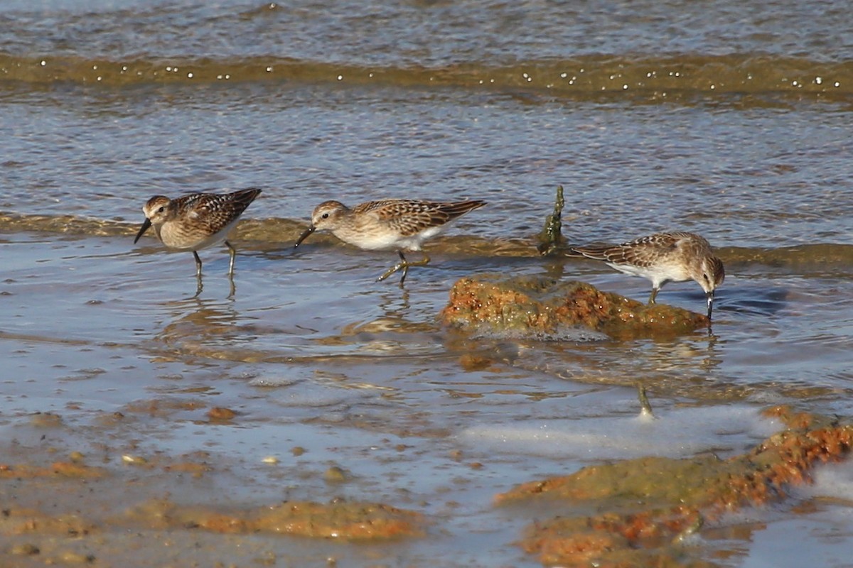 Least Sandpiper - ML477367381
