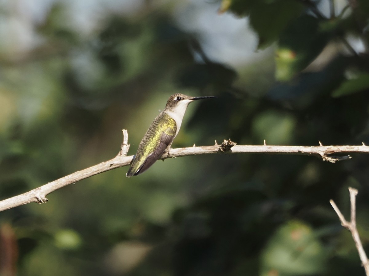 Ruby-throated Hummingbird - ML477367631