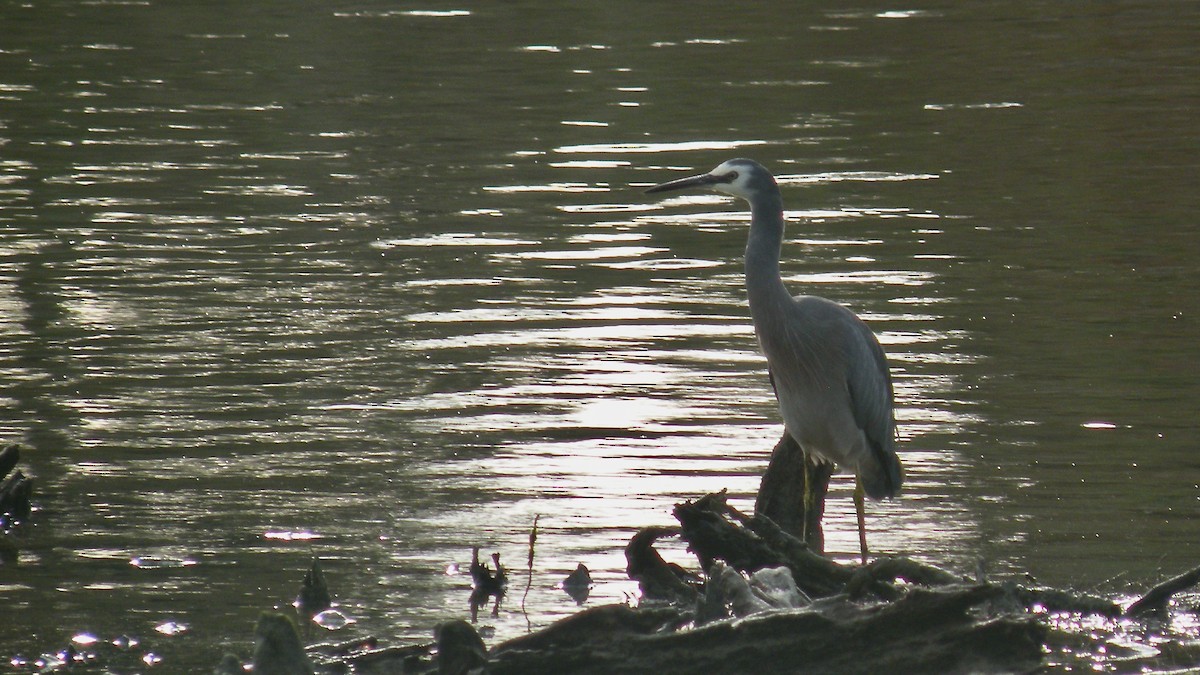 White-faced Heron - ML477368441