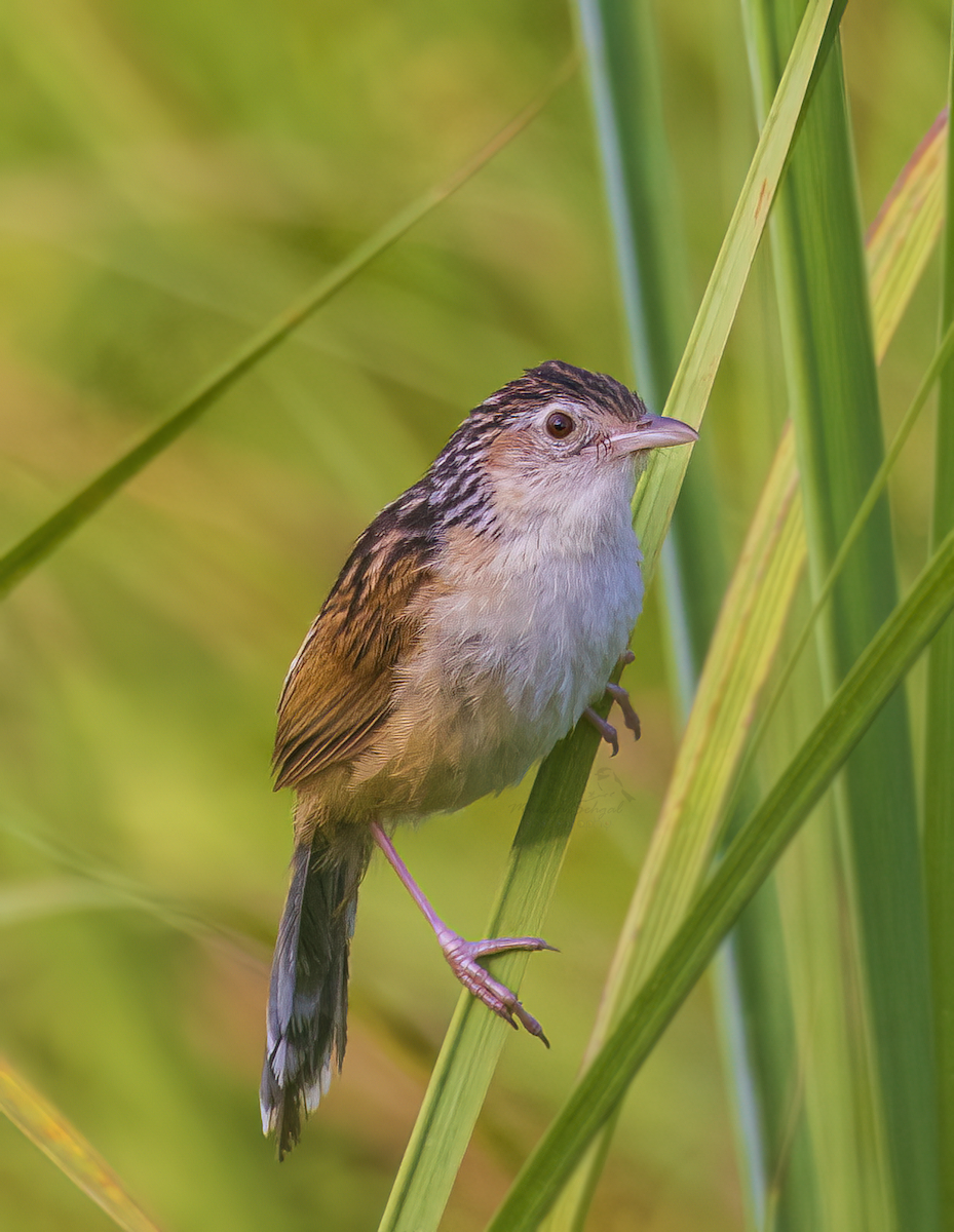 Indian Grassbird - Mukesh  Sehgal