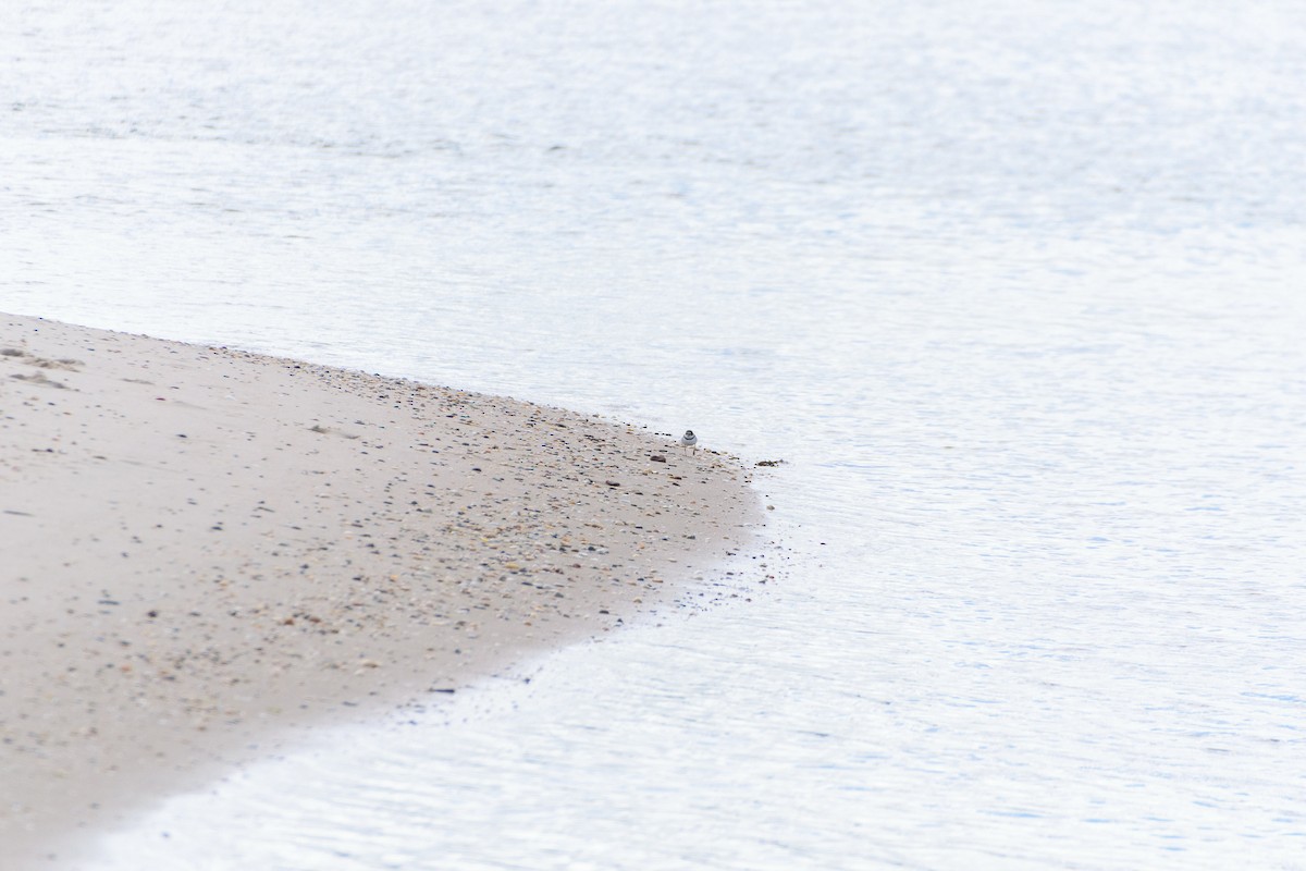 Semipalmated Plover - ML477368631