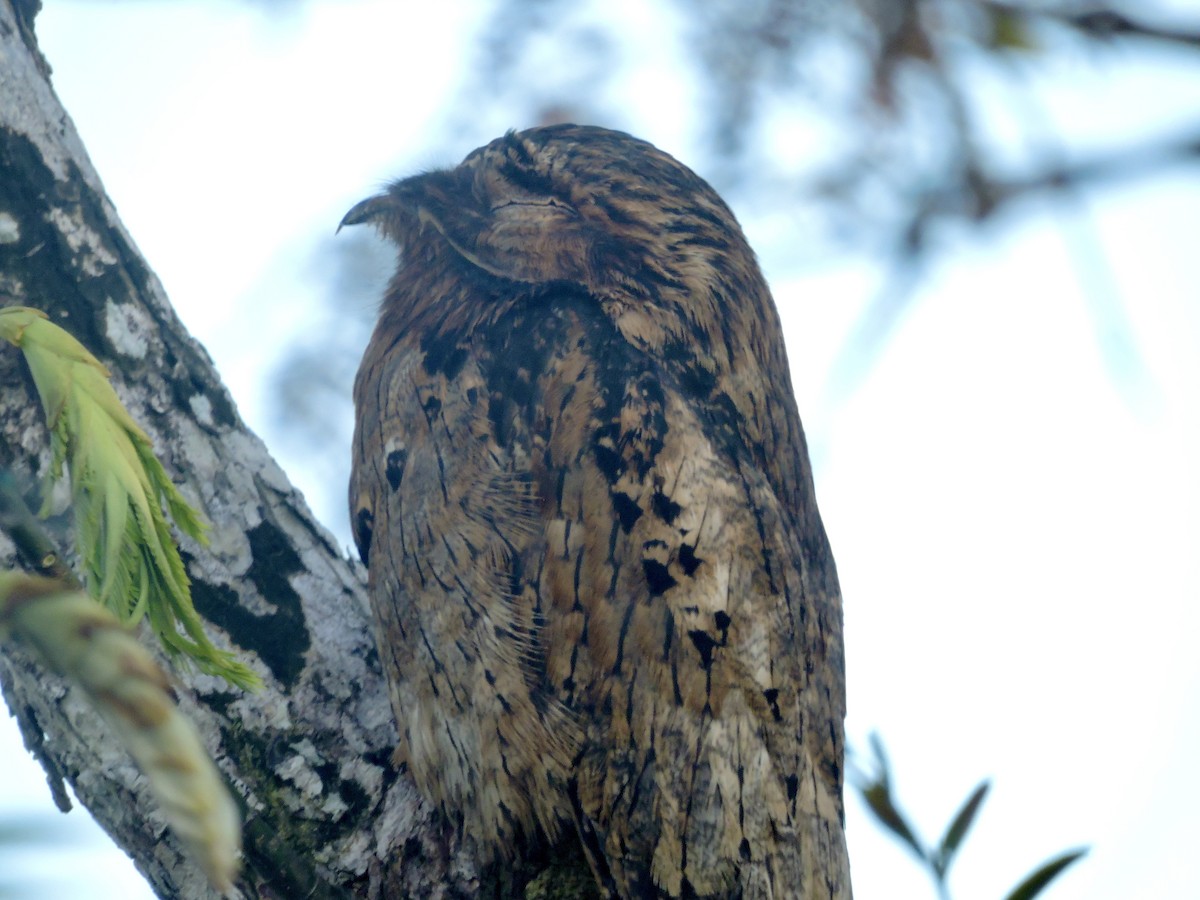 Common Potoo - ML477369081