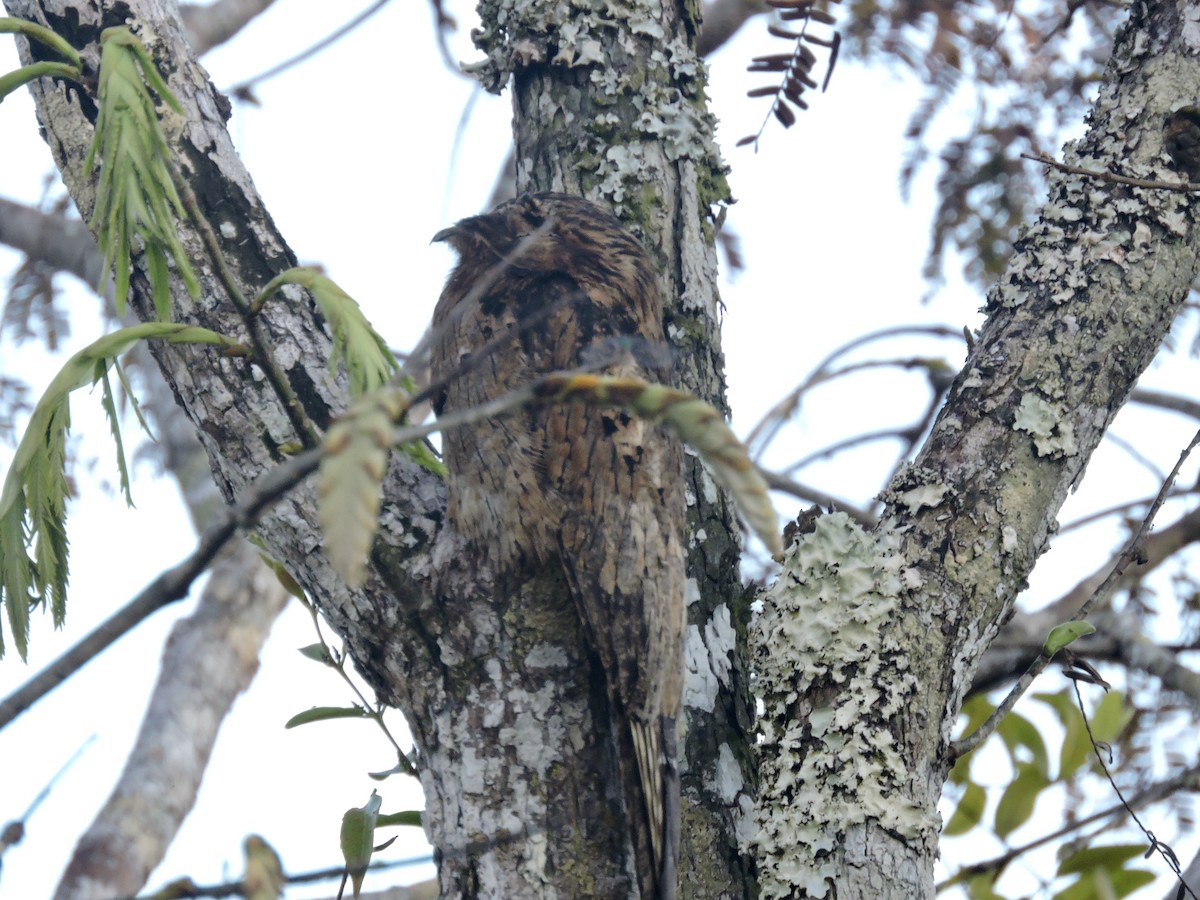 Common Potoo - ML477369091